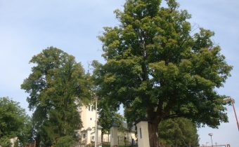 Pružinské stromy