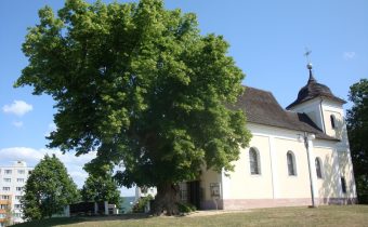 Lipa malolistá na Rozkvete – Považská Bystrica