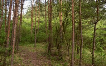 Hrádok Predná hôrka v Jasenici