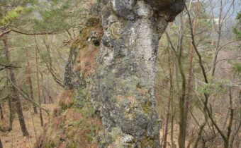 Skalný hríb – Domaniža